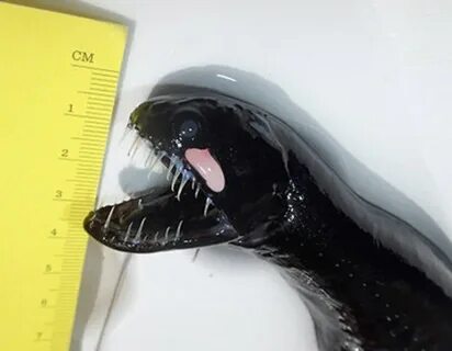 Склизский