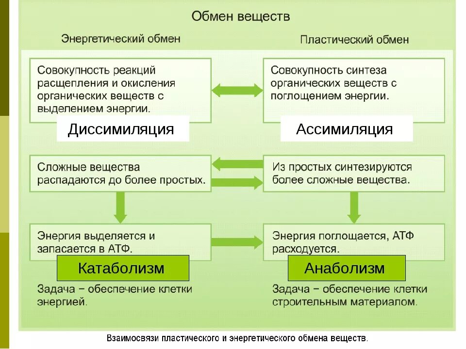 Растительная клетка обмен веществ. Пластический обмен веществ и энергетический обмен веществ. Обмен веществ пластический и энергетический обмен биология 9 класс. Метаболизм пластический и энергетический обмен 8 класс. Процессы ассимиляции и диссимиляции.