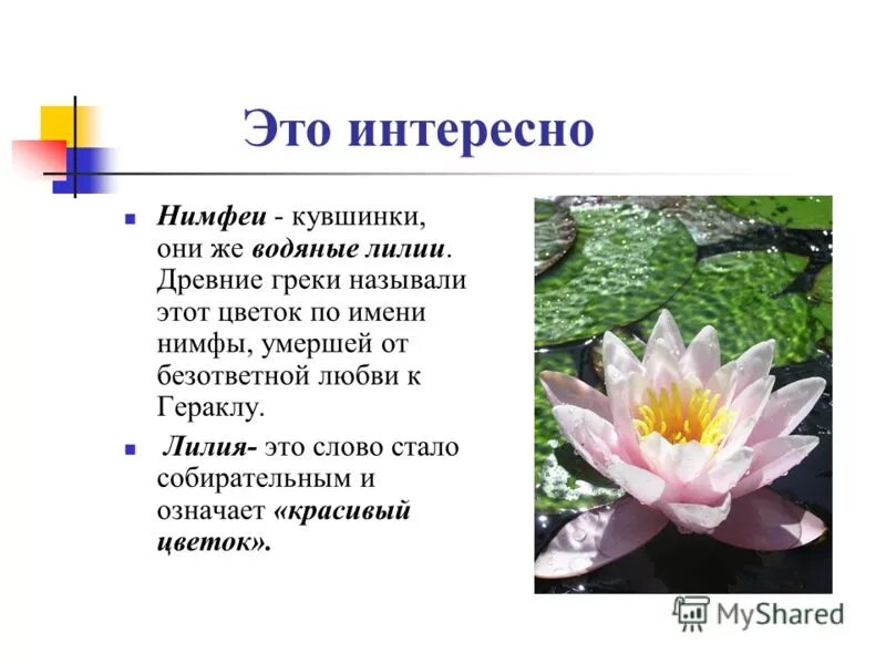 лилия имя происхождение национальность. пётр имя происхождение и значение. лилия происхождение и значение. значение имени линалия. имя лилия происхождение и значение.