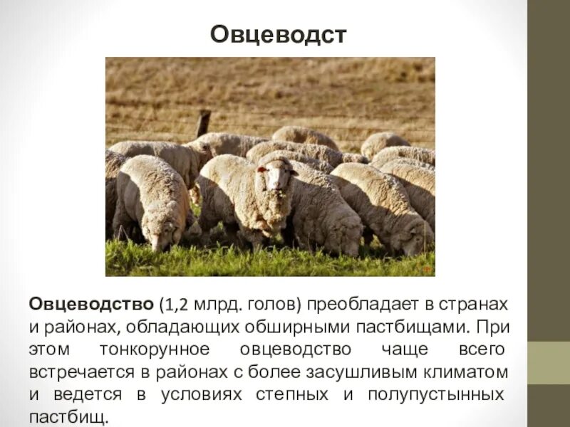 Овцеводство в Астраханской области. Проект овцеводство 3 класс окружающий мир. Животноводство овцы. Овцеводство презентация.