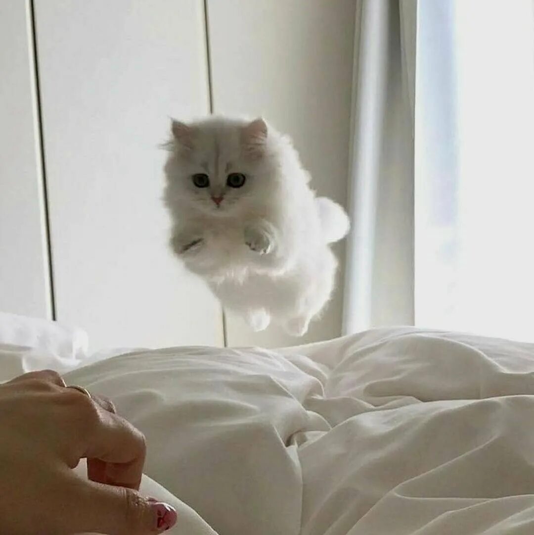 котята прыгают на кровати