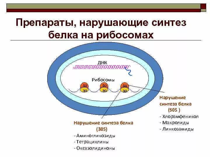 Нарушает синтез белка. Механизм действия антибиотиков нарушающих Синтез белка. Антибиотики нарушающие Синтез белка на рибосомах. Антибиотики, нарушающие Синтез белка микроорганизмов. Механизм действия антибиотиков на рибосомы.