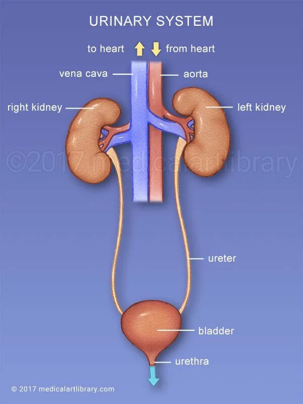 Urinary system. Urinary System diagram. Kidneys and urine System. -Urinary (Kidney) System.