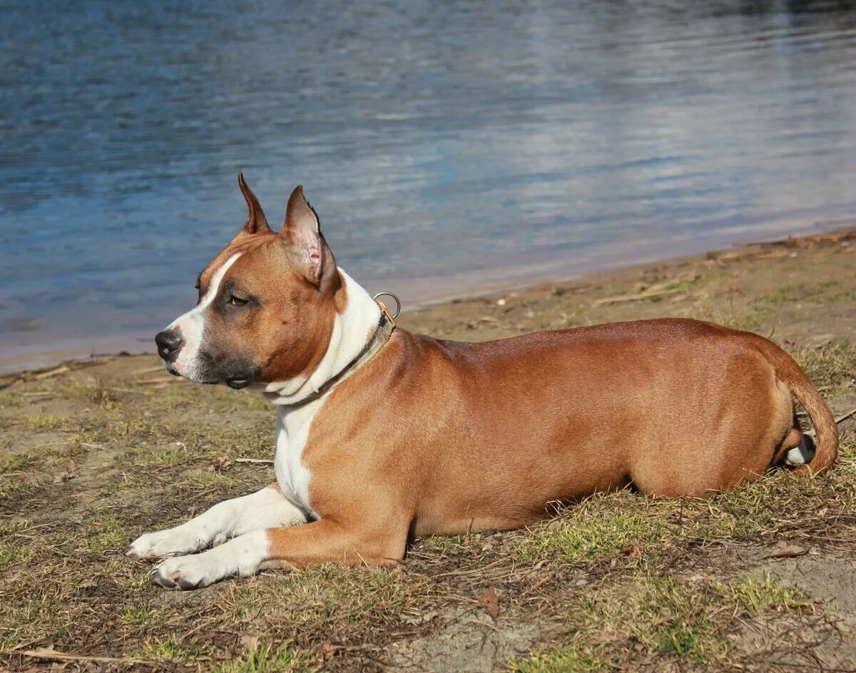 Ам стаффордширский терьер. Африканский стаффордширский терьер. Стаффордширский терьер амстафф. Аргентинский стаффордширский терьер. Фотографии собаки стаффордширский терьер.