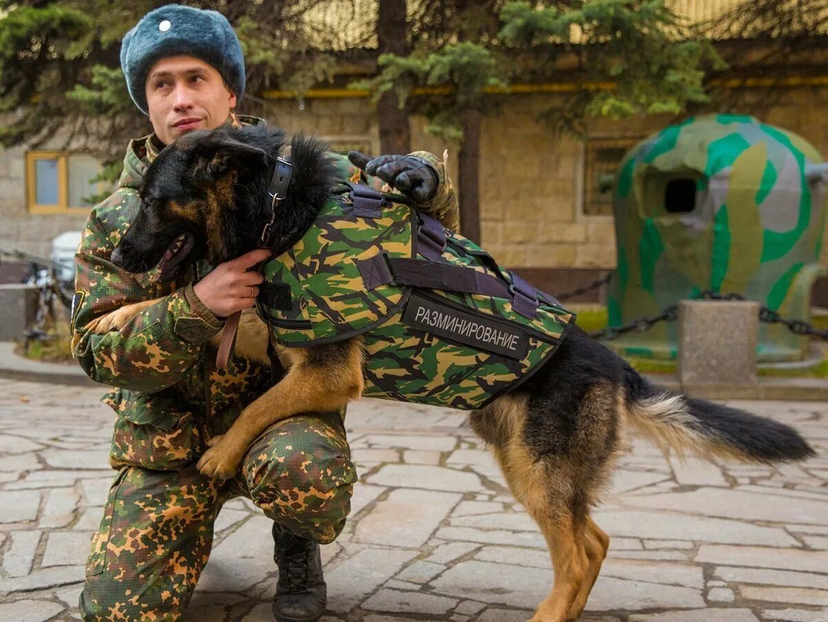 Помощь кинолога