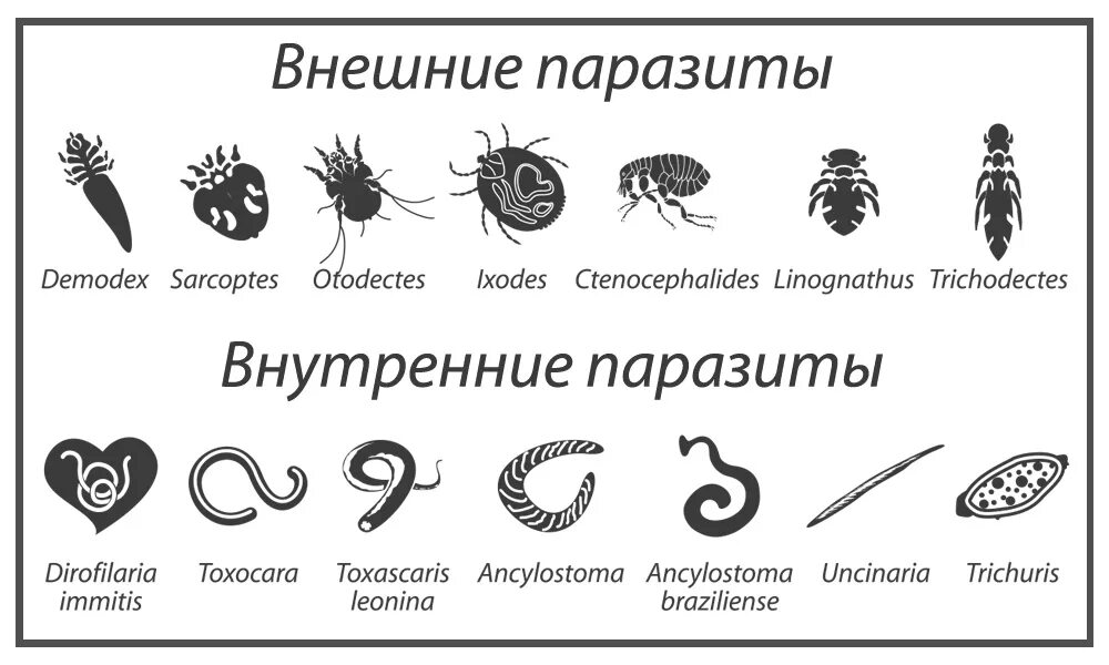 Чем наружные паразиты отличаются от. Внутренние паразиты человека.