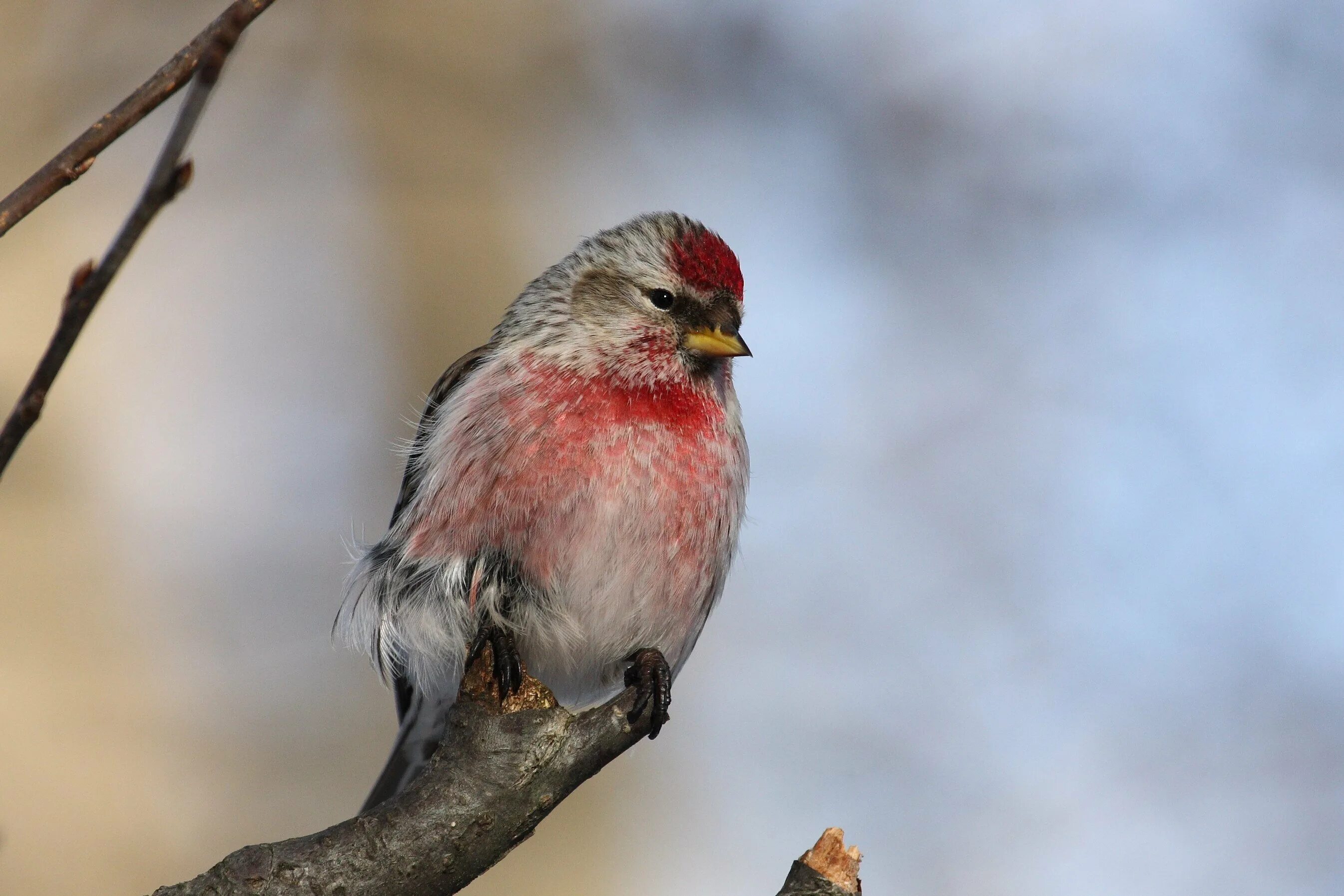 Птичка с серой головкой. Чечётка (обыкновенная чечётка) (Acanthis flammea (Carduelis flammea)). Щеглы Вьюрковые. Acanthis flammea Вьюрковые. Птичка чечетка.