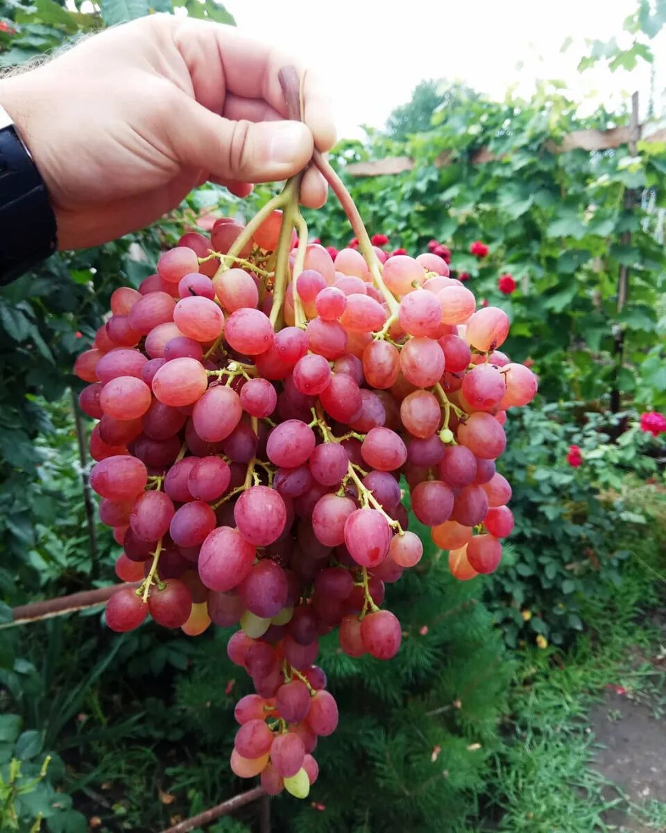 Сорта винограда кишмиш Велес. Виноград кишмиш Велес. Виноград кишмиш Велес ранний. Сорт винограда кишмиш. Кишмиш розовый