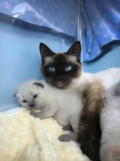 Какие котята в месяц