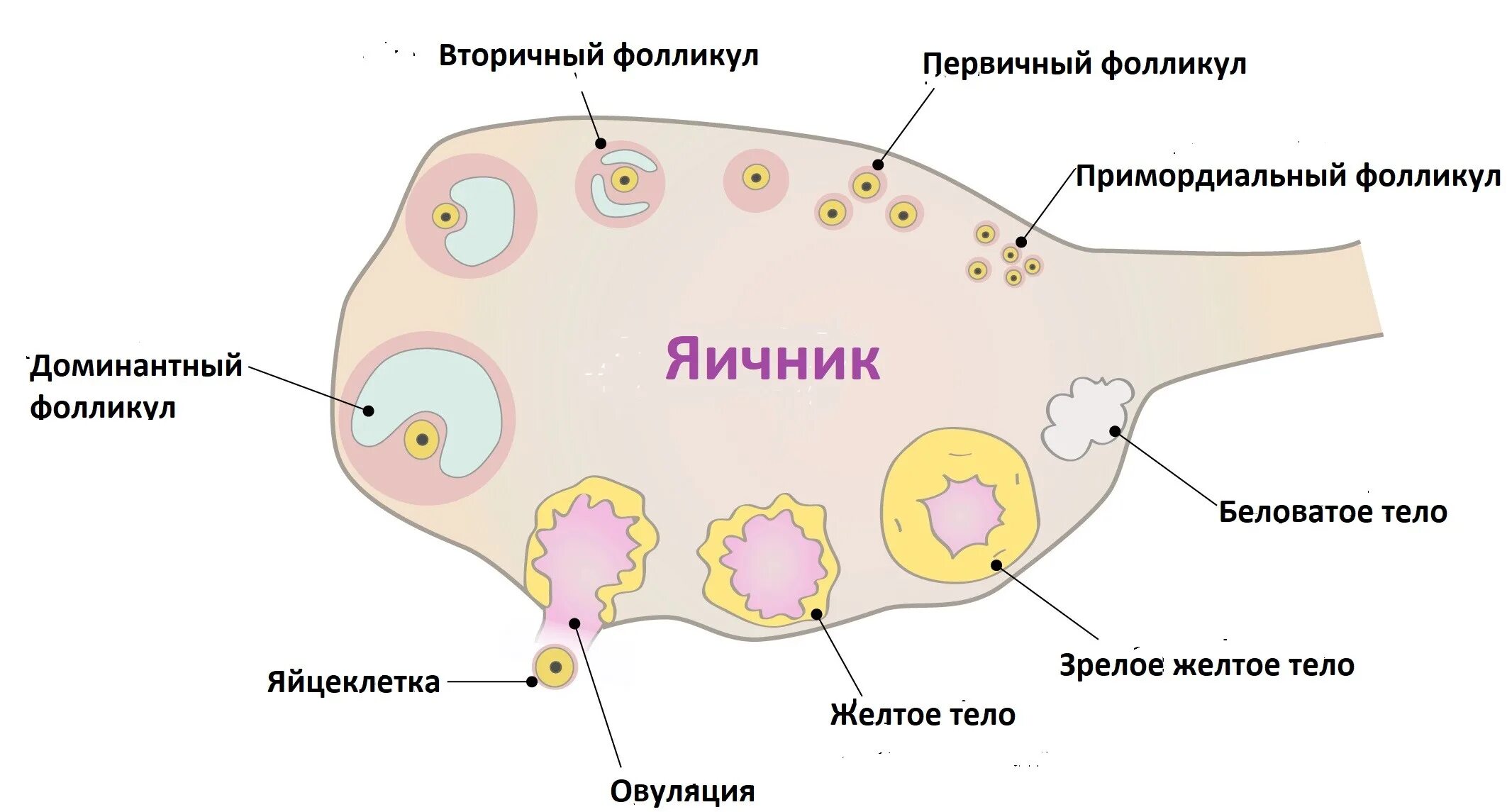 Овуляцией называется выход яйцеклетки. Овариальный фолликул в яичнике. Строение фолликула яйцеклетки. Строение фолликулов яичников.