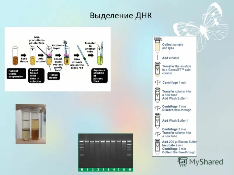 Процесс выделения днк. Выделение ДНК. Этапы выделения ДНК. Метод выделения ДНК. Выделение ДНК из растений.