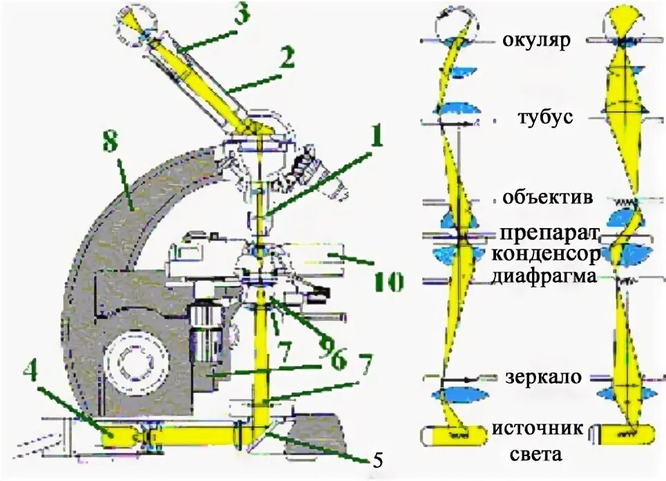 Из каких приборов состоит оптическая система микроскопа. Световой микроскоп и ход лучей в микроскопе. схема строения оптического микроскопа. оптическая схема микроскопа. оптическая схема инвертированного микроскопа.