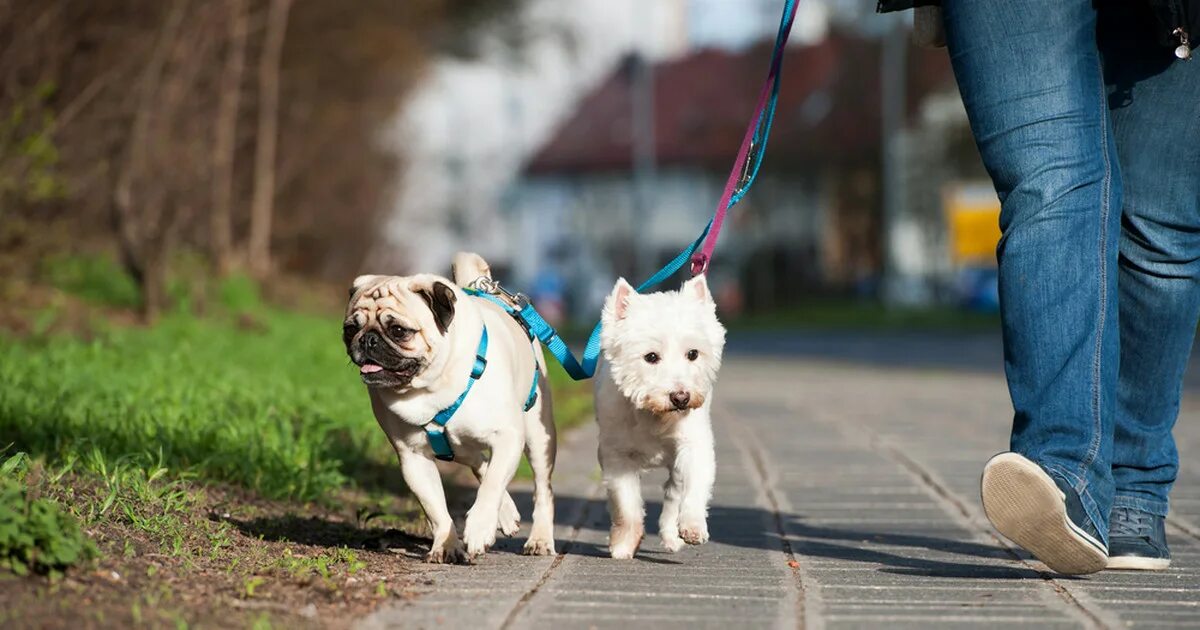 Выгул собак. Гулять с собакой. Walk the Dog. Картинки питомцев.