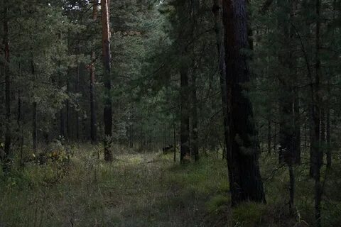 Лес в реальной жизни