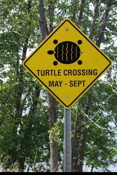 Дорожные знаки путешествие. Дорожный знак черепаха. Прикольные указатели для дачи. Смешной указатель для дачи фото. Знак Тревел.
