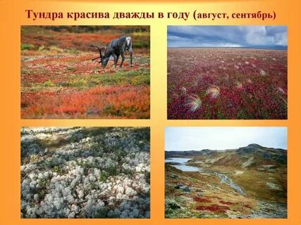 А тундра б смешанные леса