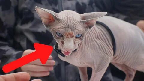 Покажи лысого кота