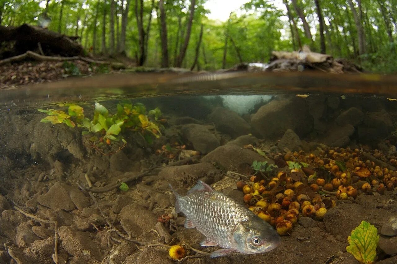 Карась среда обитания водная