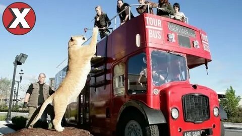 Самое крупное кошачье животное