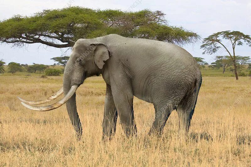 Является ли мамонт непарнокопытным. Африканский мамонт (mammuthus subplanifrons osborn, 1928). степной мамонт mammuthus trogontherii. mammuthus africanavus. mammuthus sungari мамонт.