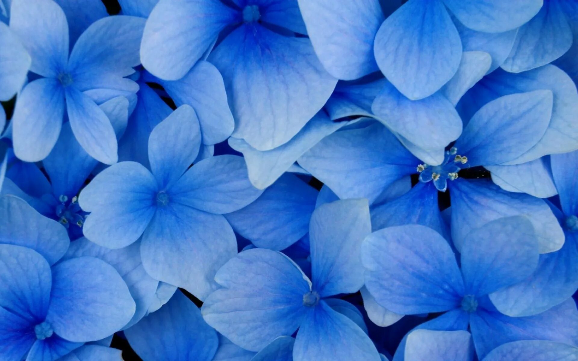 Синие цветы. Красивый синий цвет. Цветы на бирюзовом фоне. Цветы на синем фоне.