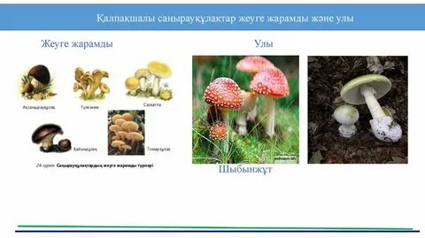 Кең таралған аяқтардың суреті