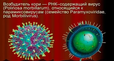 Возбудитель кори тест