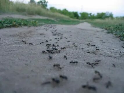 Приполз муравей на берег моря