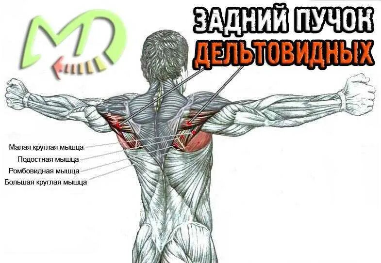 Прасарита-падоттанасана анатомия. Сгибание ног лежа в тренажере. Гиперэкстензия упражнение на спину. Упражнения для задних мышц. Упражнения на ягодицы схема мышц.