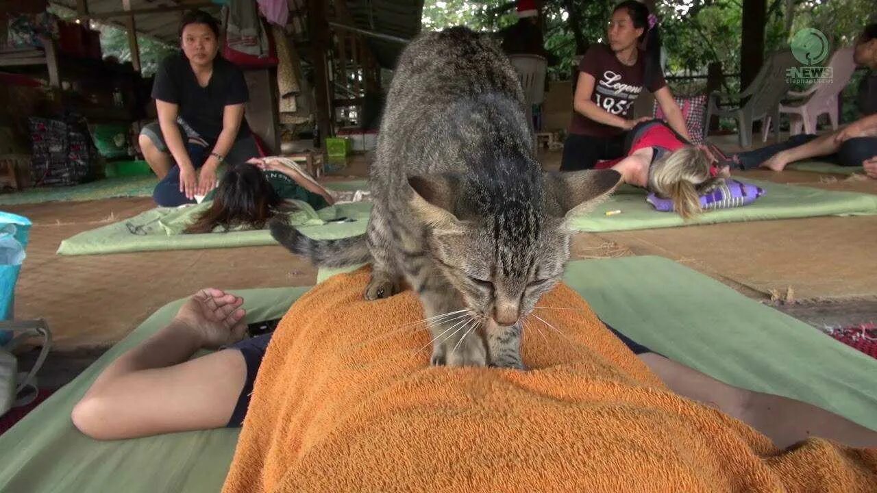 Кошка топчется лапами на человеке. Кот массажист. кот массажирует лапами. котик делает массаж. кошка топчется.