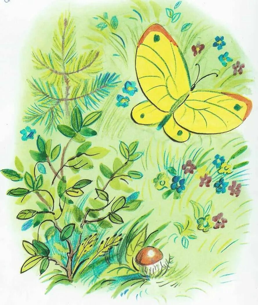 Сутеев бабочка. Сказки Сутеева бабочка. Сказка бабочка Сутеев. Детские рисунки бабочек.