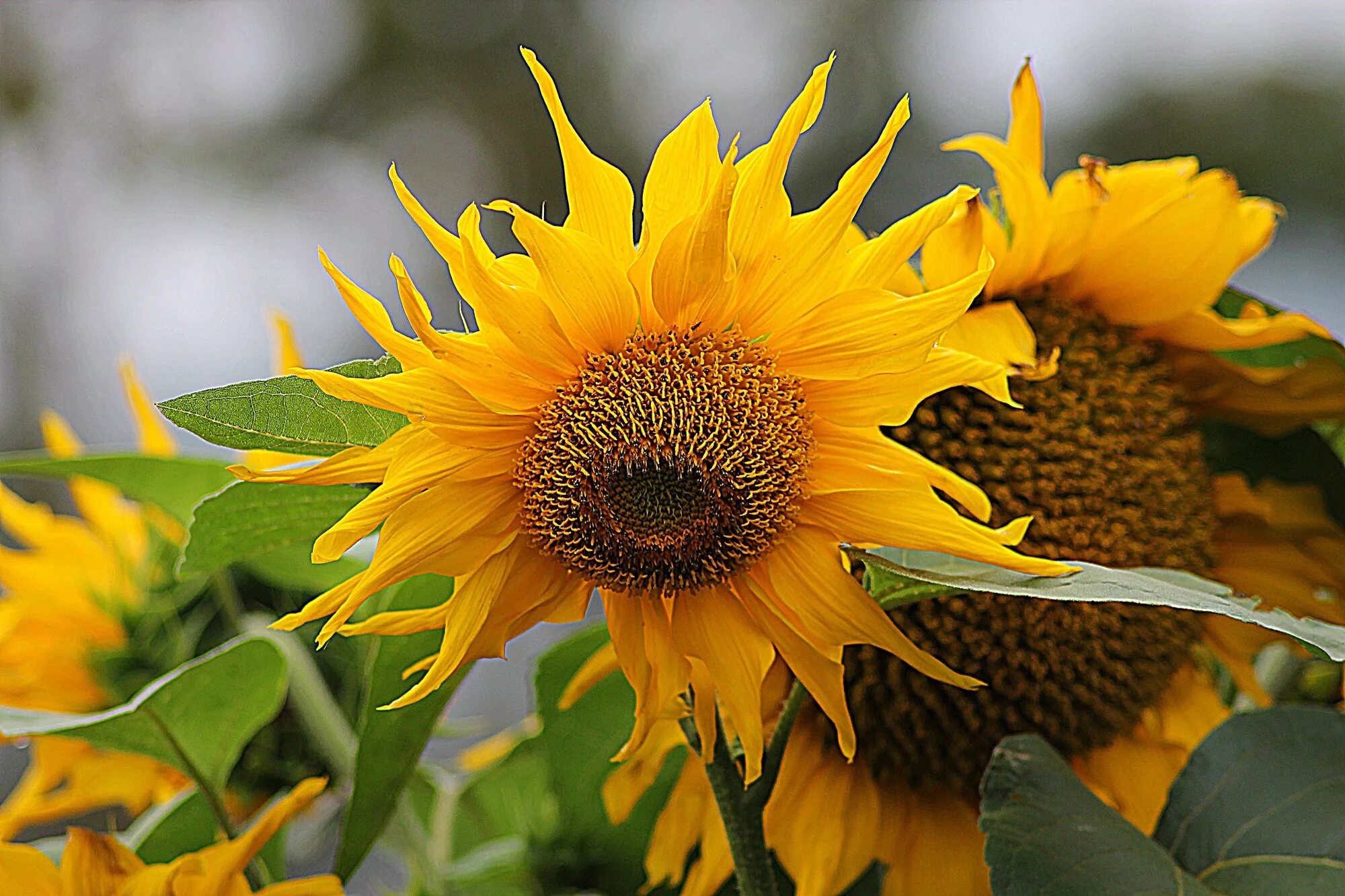 И расцвел подсолнух без рекламы. Helianthus botanik. хелиантус фото. листья подсолнуха. листья и цветки подсолнечника.