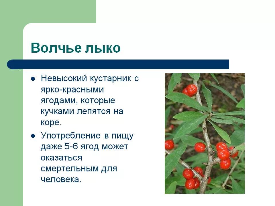 ядовитые ягоды волчье лыко. волчье лыко ядовитое. растение волчье лыко (волчеягодник обыкновенный). волчье лыко опасное растение. чем опасно волчье лыко.