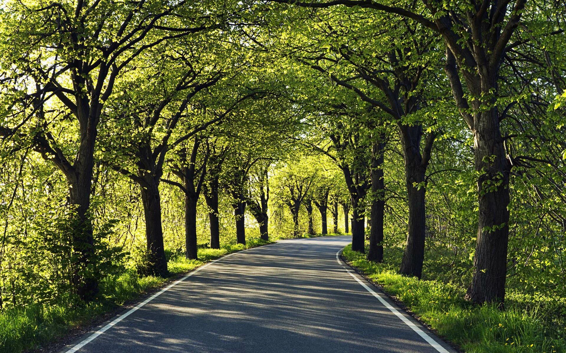 Street trees. Аллея деревьев. Дорога в парке. Парк деревья.