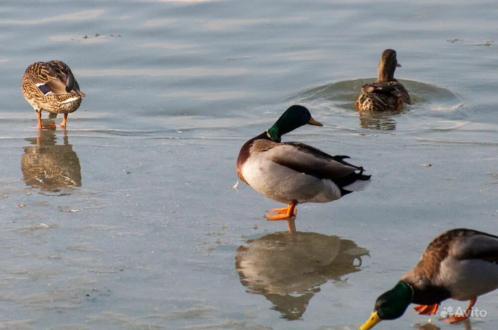 Утки воронежской области. Подсадные утки. Селезень подсадной утки. Подсадная утка семеновская чубарая. Охота с подсадной уткой.