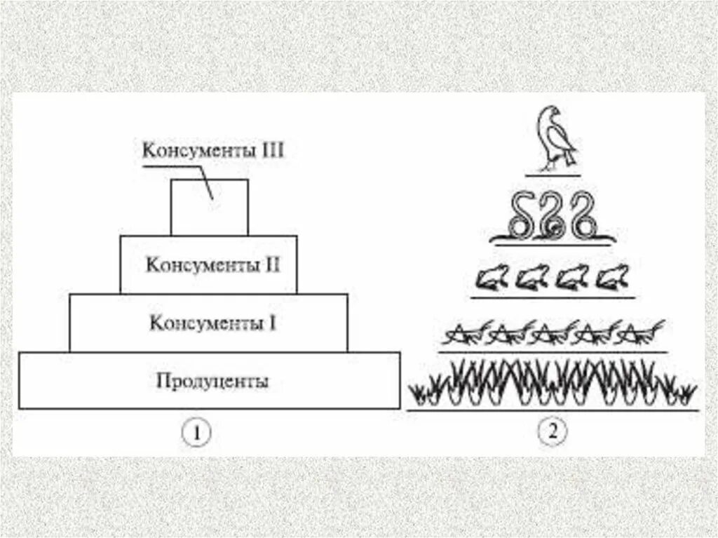 Экологические пирамиды биомасс энергии. Упрощенная экологическая пирамида чисел. Экологическая пирамида биомассы. Экологическая пирамида биомассы Перевернутая. Экологическая пирамида водной экосистемы.