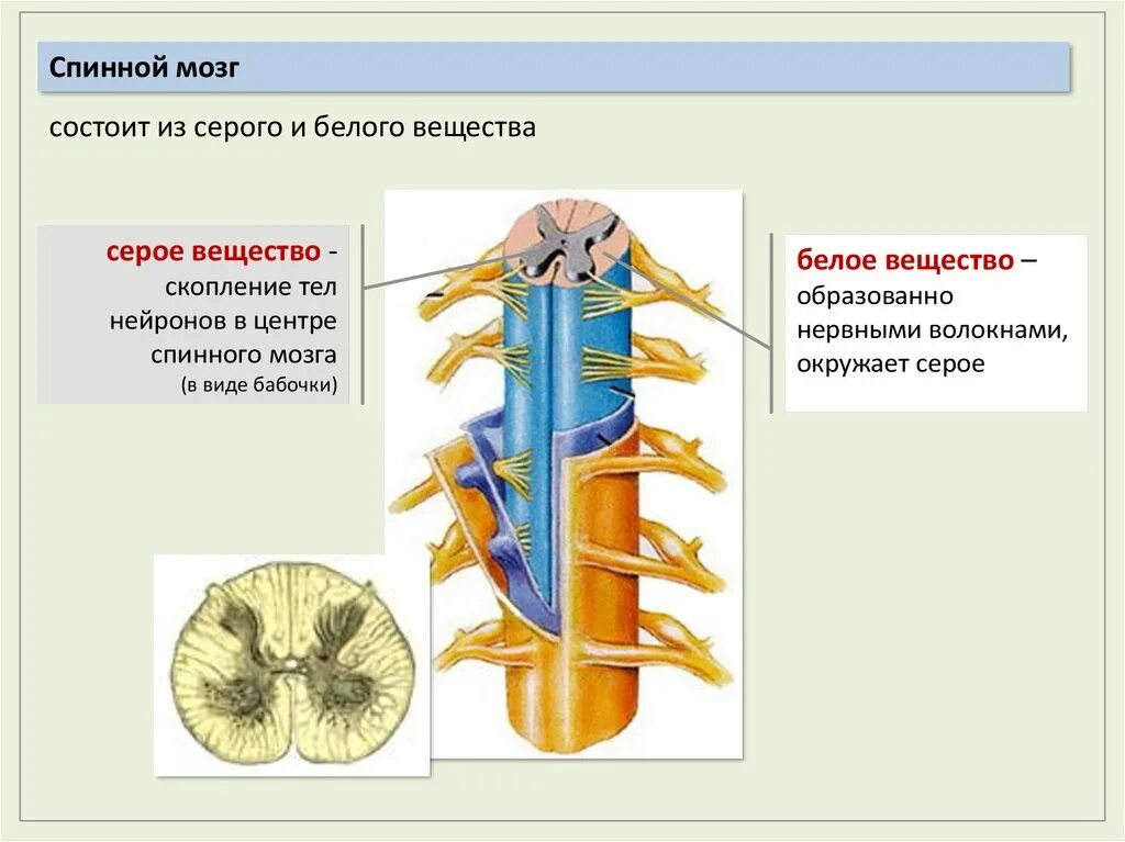 Серое вещество нервной системы это. Серое и белое вещество нервной системы. Спинной мозг. Строение белого и серого вещества нервной системы.