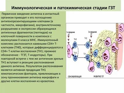 Гзт что это