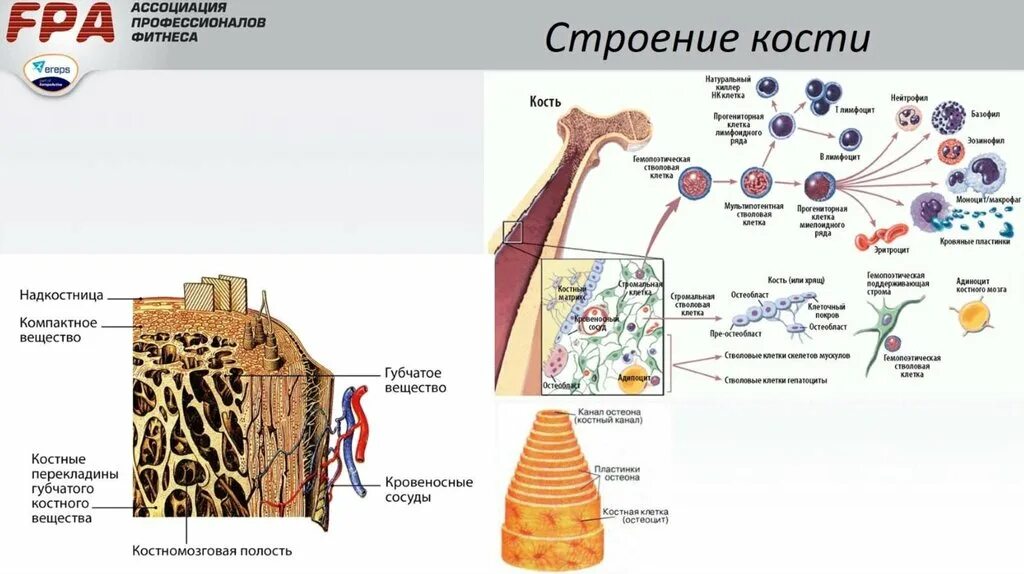 Строение костных клеток. Соединительная ткань костная ткань строение. Костная ткань остеобласты. Строение костной клетки. Губчатое костное вещество строение.