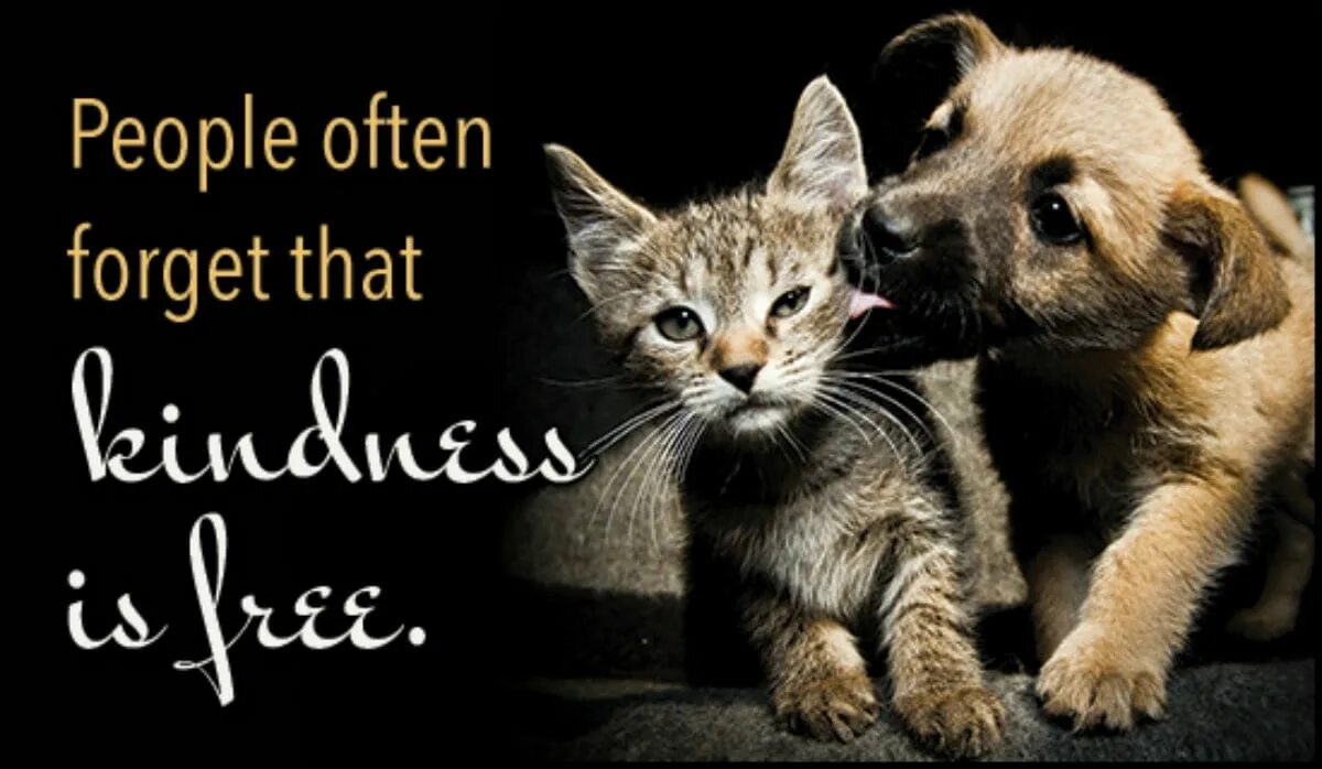 Kindness to animals. Animal Voices. Supporter animal to people. It's really important to show Kindness ..... Animals.