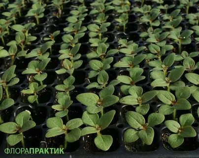 Львиный зев всходы фото