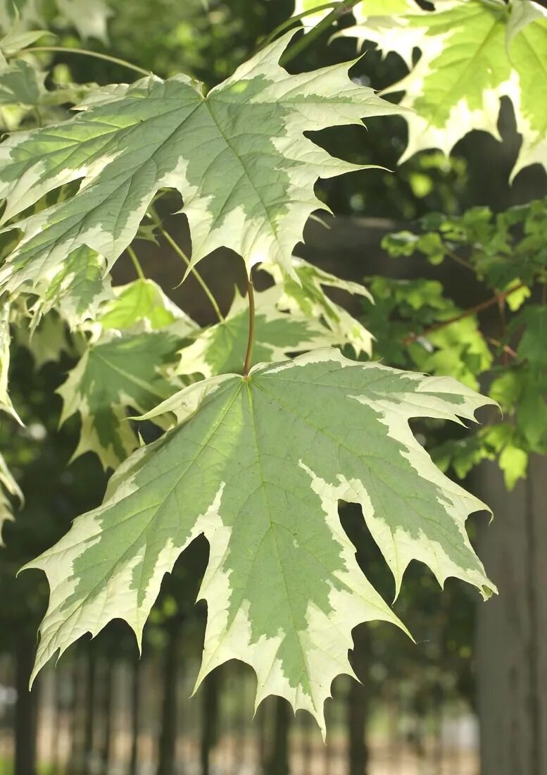 клен остролистный друмонди. клен остролистный друмонди. клён остролистный платановидный. клен остролистный друмонди. клен остролистный друммонди.