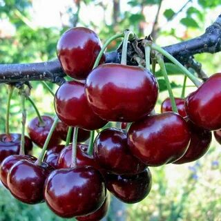 Вишня тургеневская описание сорта