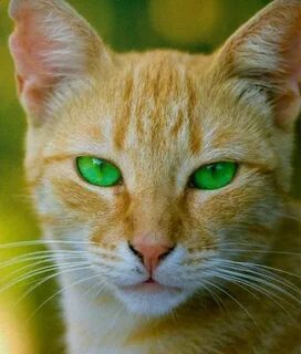 Светло желтая кошка