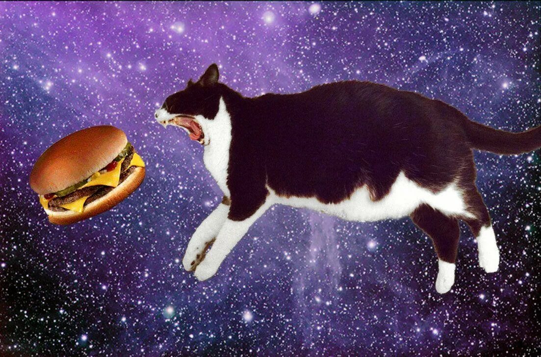 Кошка полетевшая в космос. Космический кот. Коты в космосе. Кот летает в космосе. Коты космос еда.