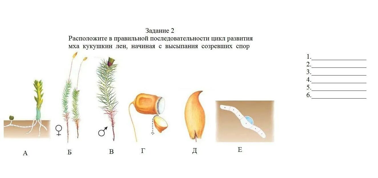 Задание мхи