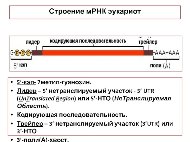 Структура матричной РНК эукариот. Кэп участок МРНК. Матричная РНК эукариот строение. Строение 5’-кэп РНК.