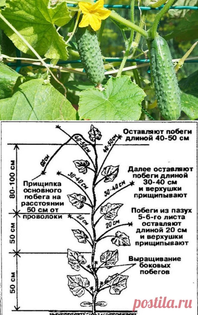 Огурцы обрывать ли усы. Огурцы прищипывание в открытом грунте. Пасынковать огурцы в теплице. Огурец прищипка побега. Обрезка огурцов в открытом грунте схема.