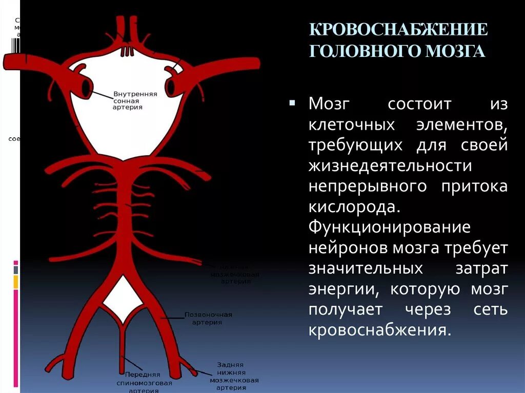 Кровообращение мозга. Виллизиев круг.. Головной мозг кровоснабжают артерии. Кровоснабжение передней мозговой артерии. Кровоснабжение головного мозга, Виллизиева круга. Мозговые артерии головного мозга