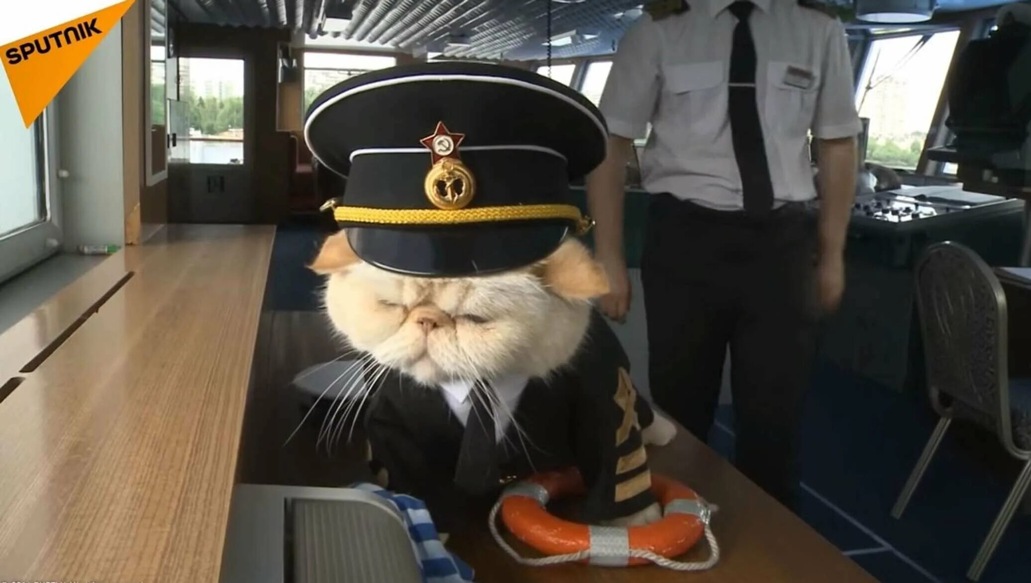 Поражение корабля котов. Кот матрос на теплоходе Чернышевский. Коты матрос и Боцман.